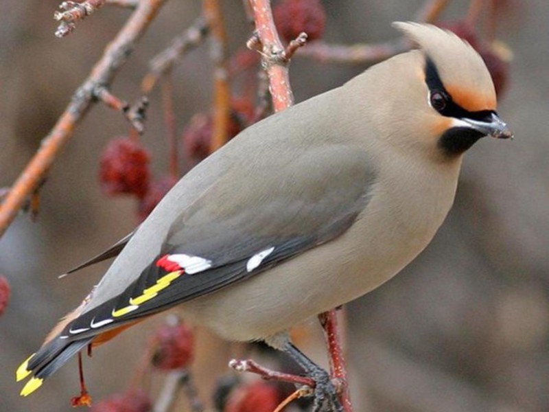 בית גידול של כנף השעווה איפה אפשר לראות כנף שעווה?