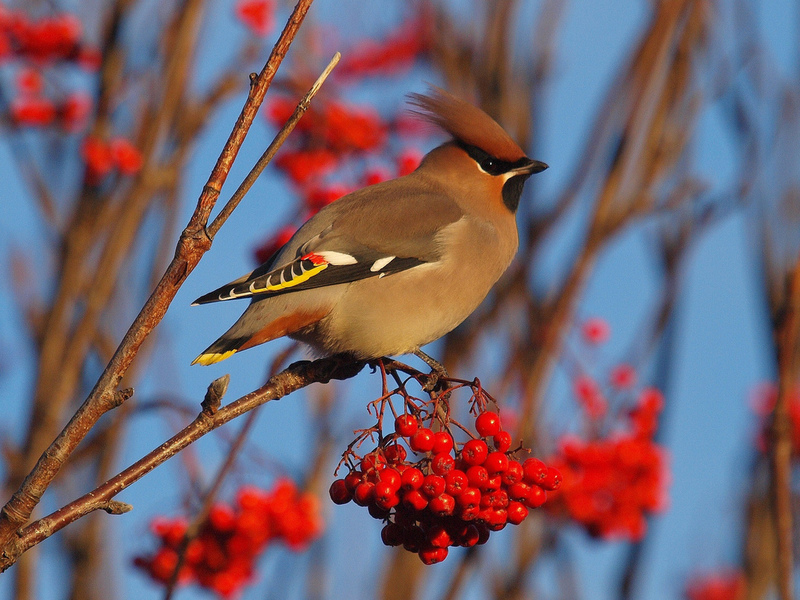ציפור יפה, שעווה מראה ציפור השעווה