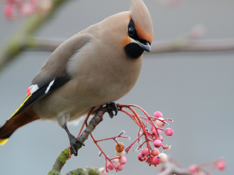 היכן חיה כנף השעווה? בית הגידול של ציפור השעווה