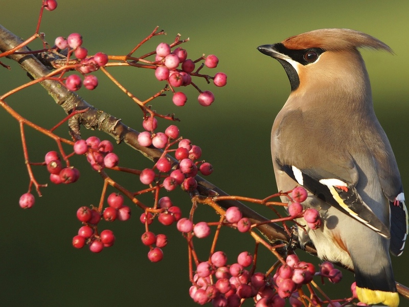 צבע וסוג נוצות של כנף השעווה שעוות כנף רכה