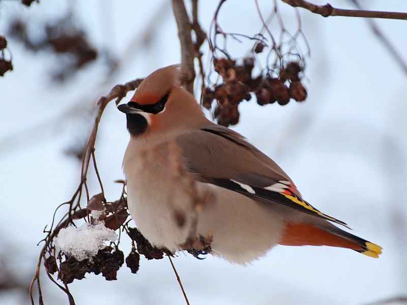 מה אוכלת השעווה? שעווה-כנף היא ציפור גדולה ויפה מאוד.