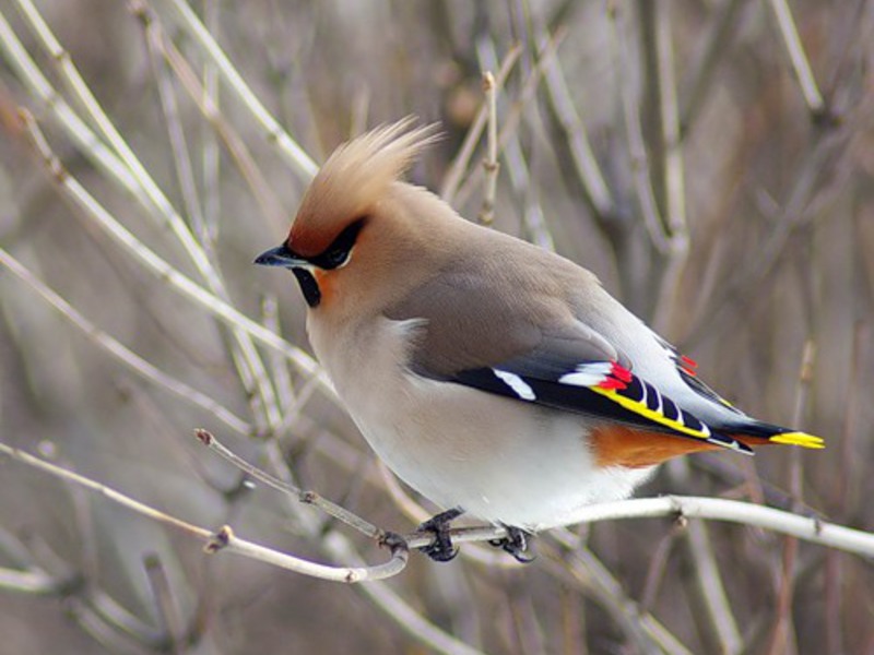 רבייה של ציפור השעווה כיצד השעווה מתרבה?