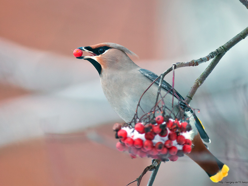 אורח חייה של ציפור השעווה תיאור ציפור השעווה