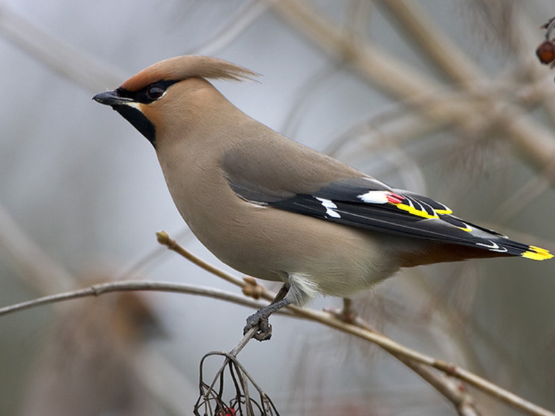 כיצד הווירסטל מתרבה? מה אוכלת כנף שעווה בחורף?