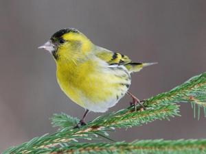 תיאור של ציפור הסיסקין ציפור סיסקין