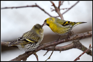 אורח חיים והתנהגות של סיסקינים איך מתנהג הסיסקין?