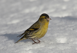 שמירה על סיסקין בבית תיאור של ציפור הסיסקין