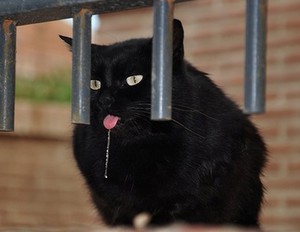 למה החתול שלי מרייר כמו טיפות של מים צלולים?