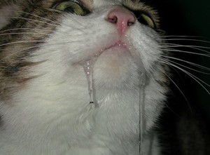 ריר של חתול ריור אצל חתולים