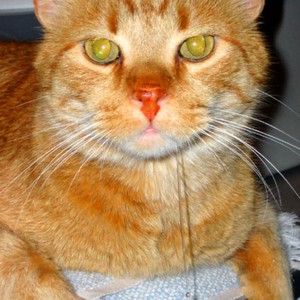 למה הריר של החתול שלי שקוף? גורמים לאליפנטיזיס אצל חתולים