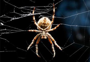 עכבישים: כמה רגליים יש להם וכמה הן ארוכות?