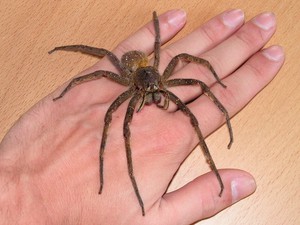 העכביש הענק הוא יפהפה וחינני מאוד.