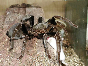 עכביש בבון ענק - מאפיינים ומראה