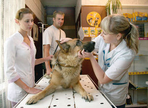 מה ממליצים וטרינרים לשימוש באייברמקטין? עצות מועילות מווטרינרים על השימוש באייברמק