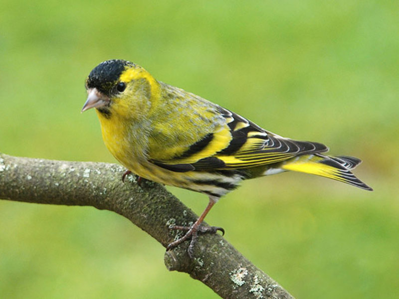 ציפור סיסקין המראה של ציפור הסיסקין