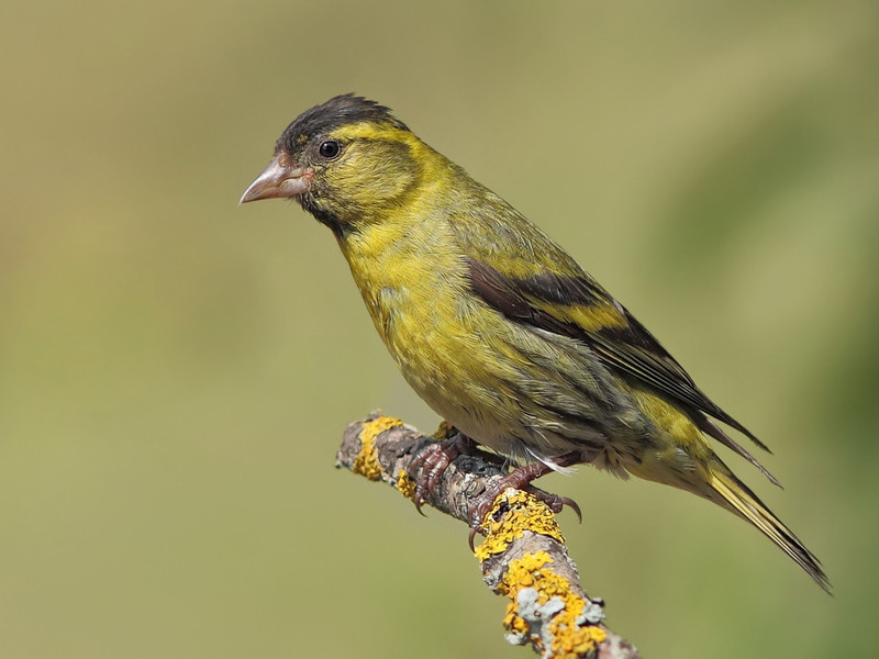 תוחלת החיים של ציפור סיסקין מה אוכל סיסקין?