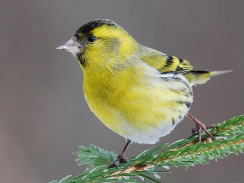 תיאור של ציפור הסיסקין אורח חיים של סיסקינים