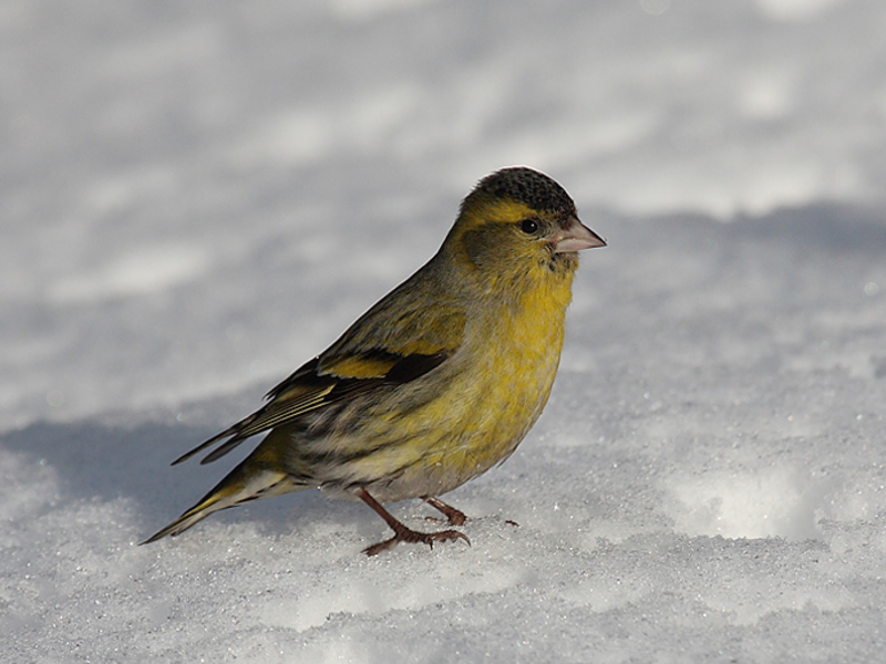 איך סיסקין ניזון? האכלת סיסקינים