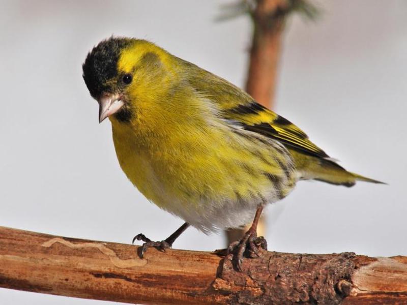 אורח חיים של סיסקינים הרגלים ואורח חיים של סיסקינים