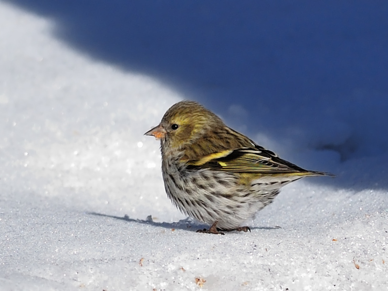 תיאור של ציפור הסיסקין ציפורי סיסקין