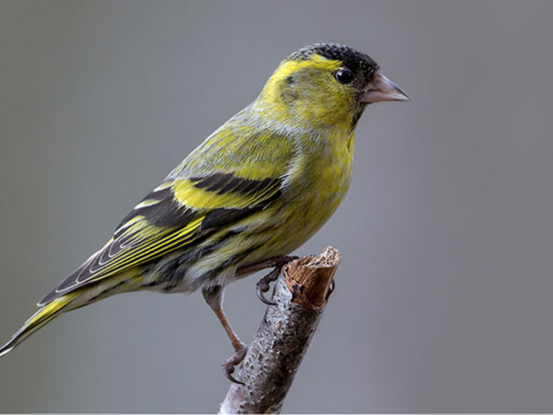 ציפור סיסקין סיסקין בטבע