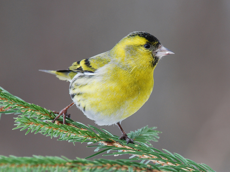 איך נראית ציפור סיסקין? מראה של סיסקינים