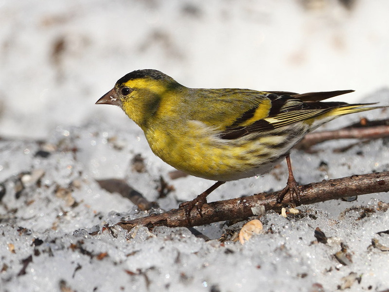 נוצות של ציפור סיסקין איך סיסקין ניזון?