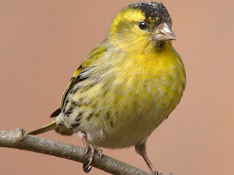 רבייה של הסיסקין הרגלים של סיסקינים