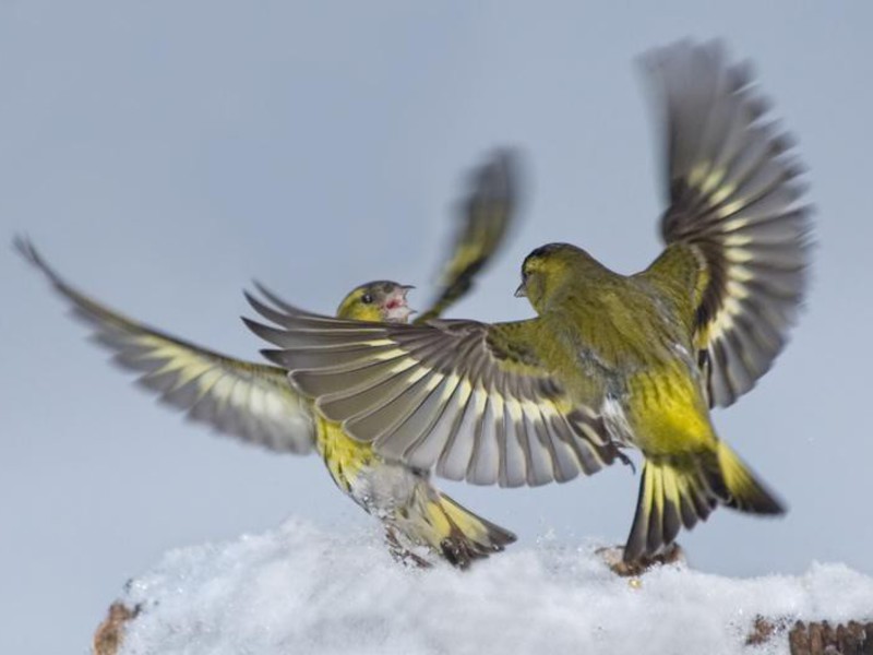 מהם הרגליו של הסיסקין? איך מתנהגים סיסקינים?