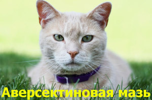 הוראות שימוש במשחת אברסקטין לחתולים