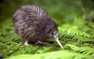 כיצד ציפור הקיווי מתרבה?