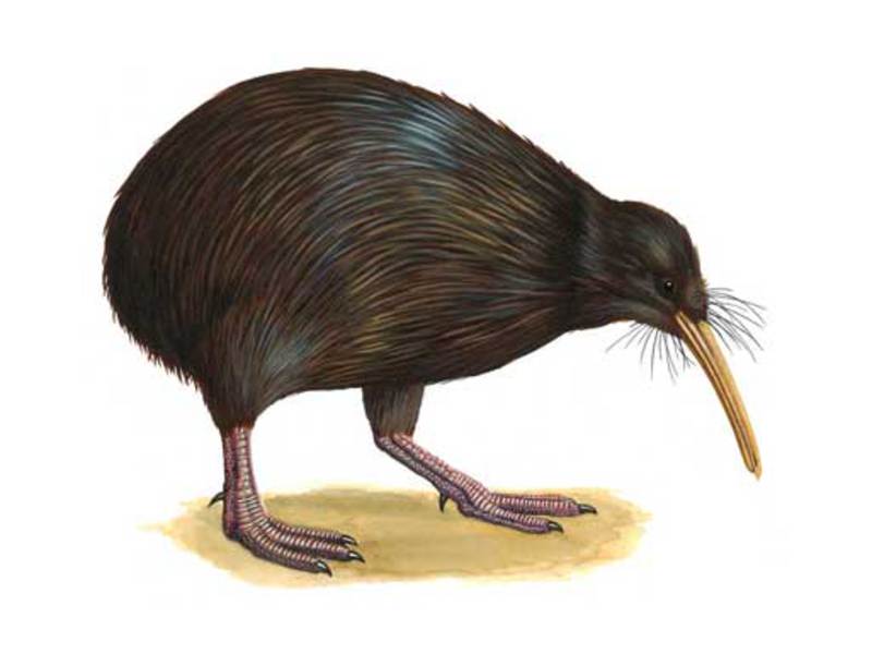 תזונת ציפור קיווי