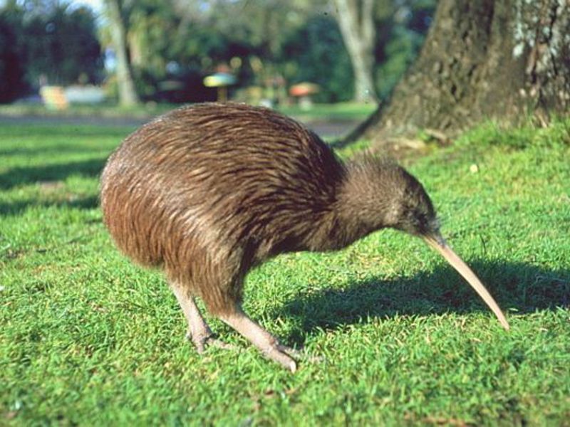 איפה אפשר למצוא ציפור קיווי?