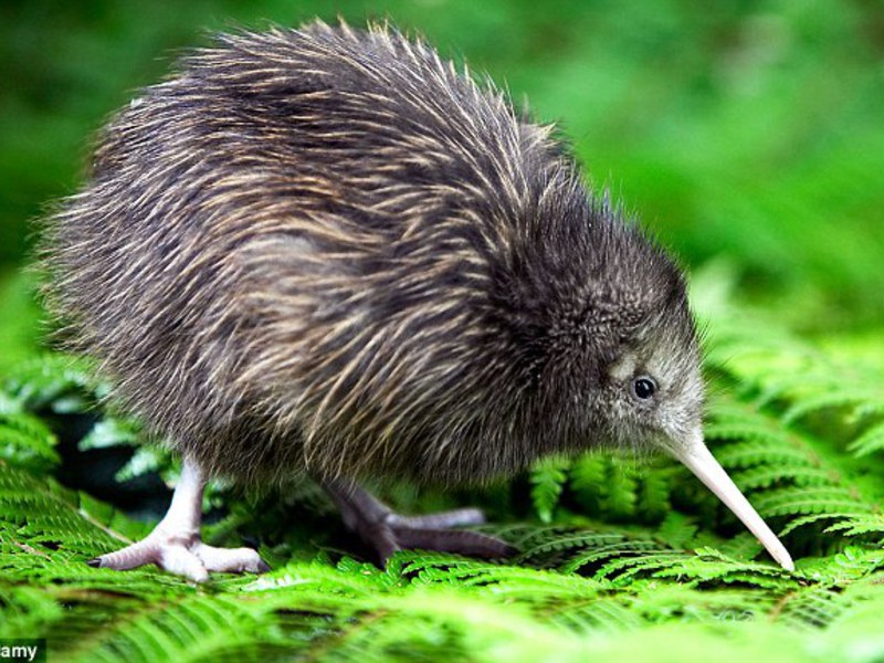 בית הגידול של ציפור הקיווי