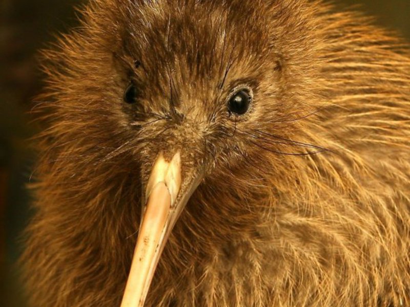היכן חיה ציפור הקיווי?