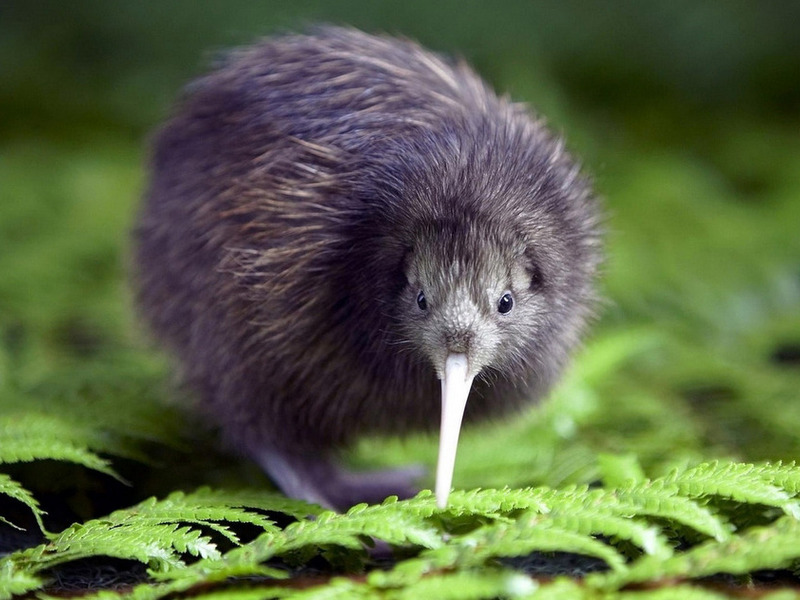 קיווי הוא ציפור שאינה יכולה לעוף.