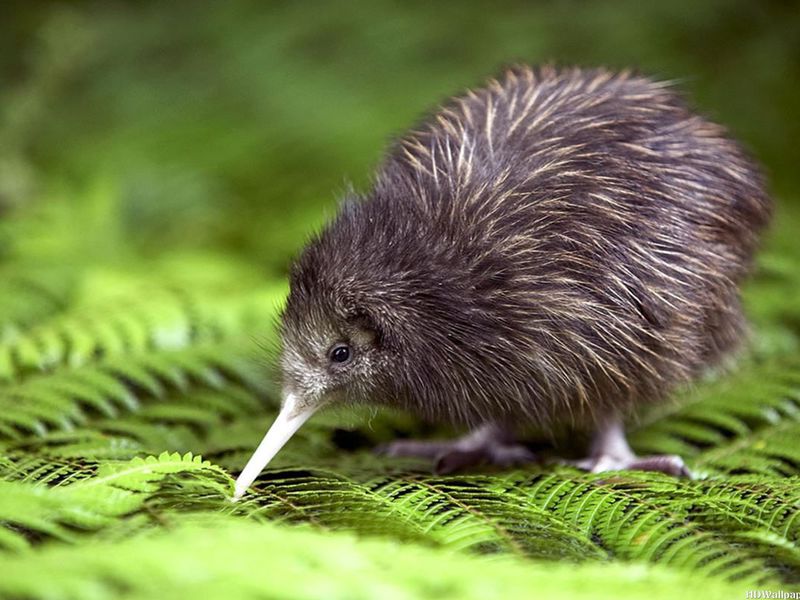 סגנון החיים של ציפור הקיווי