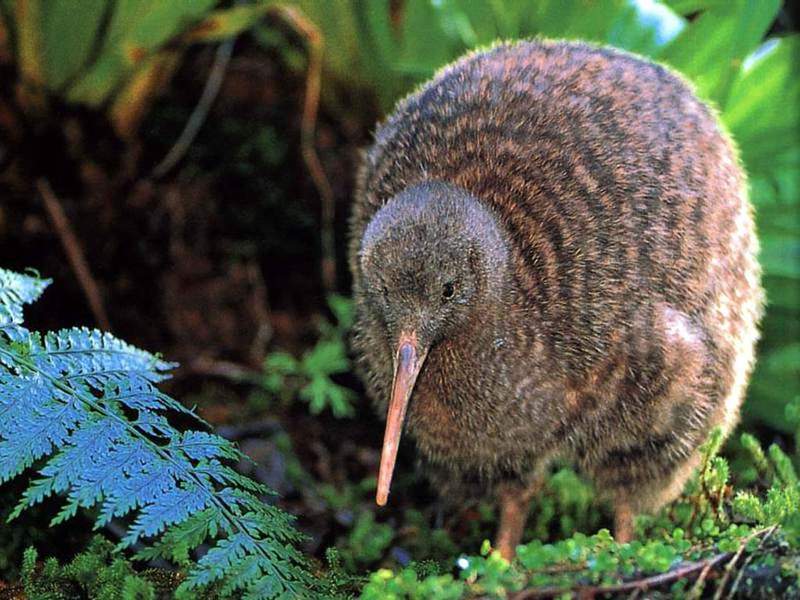 זוהי ציפור חסרת מעוף, חסרת כנפיים.