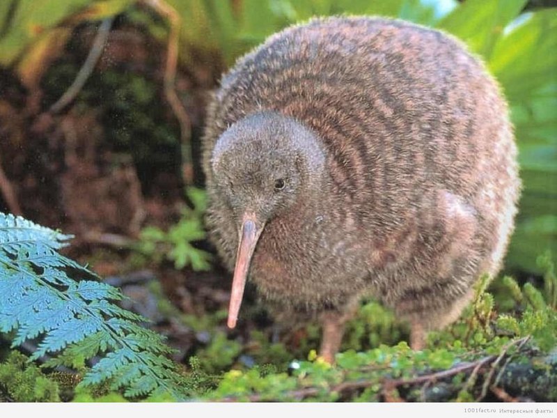 תיאור ציפור הקיווי