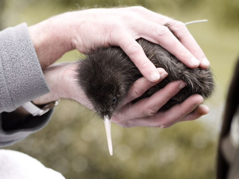 תוחלת חיים של ציפור קיווי