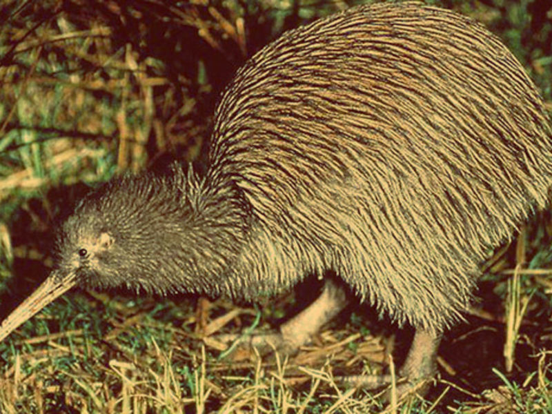מה אוכלת ציפור קיווי?