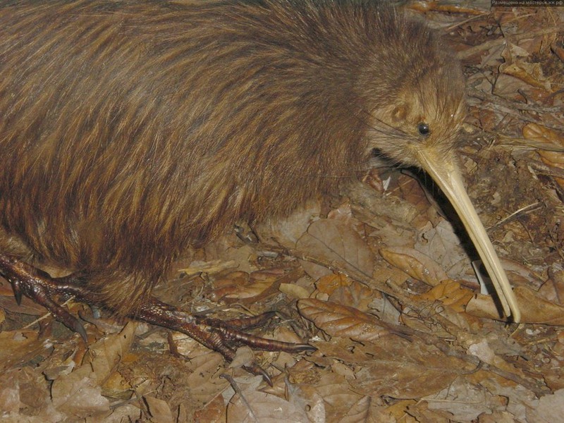 אורח חיים של ציפור קיווי