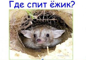 היכן יכול קיפוד לבלות את החורף? תרדמת חורף של בעלי חיים, מאפייני חורף לקיפודים