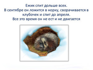 כיצד קיפודים מבלים את החורף בטבע - הרגלים ומאפיינים. איך קיפודים מתמקמים לחורף?