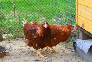 גזעי תרנגולות מטילות באוקראינה: תיאורים ותמונות