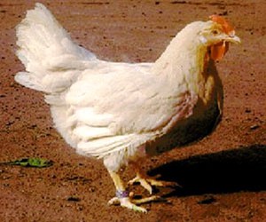 גזע עוף קרוס בורקי-117 - מראה