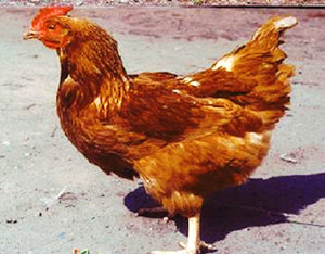 הצלב בצבע בורקי מייצר ביצים חומות, שאהובות על ידי רבים.