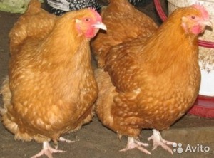 תרנגולות בורקי 2M - תכונות טיפול.