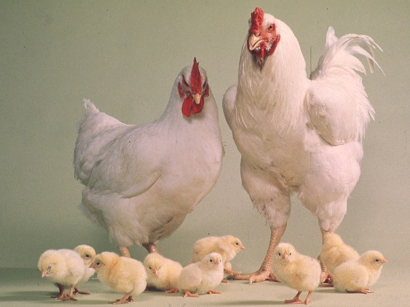 תרנגולות בשר משולבות "ROSS-308" משמשות להשגת בשר טעים.