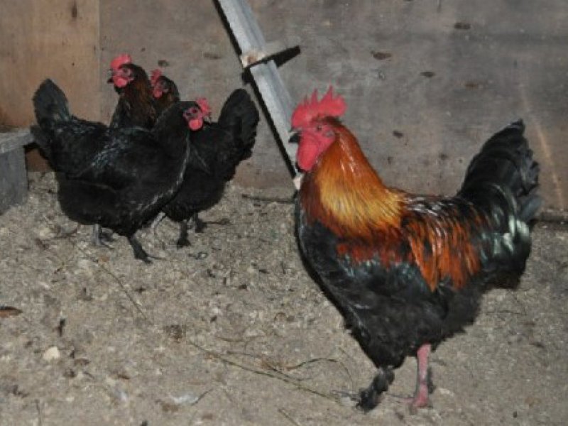 תרנגולות מורן - מהם יתרונותיהן?